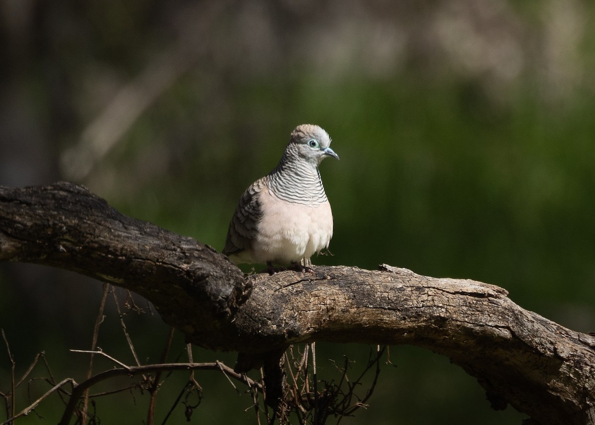 Peaceful Dove - ML623788709