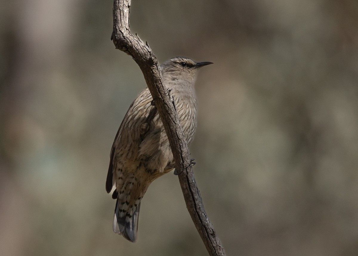 Brown Treecreeper - ML623788717