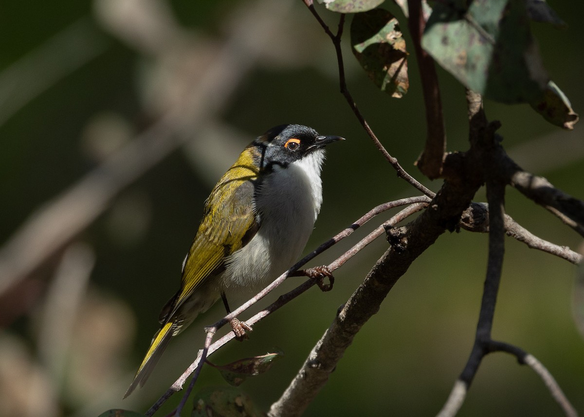 White-naped Honeyeater - ML623788732