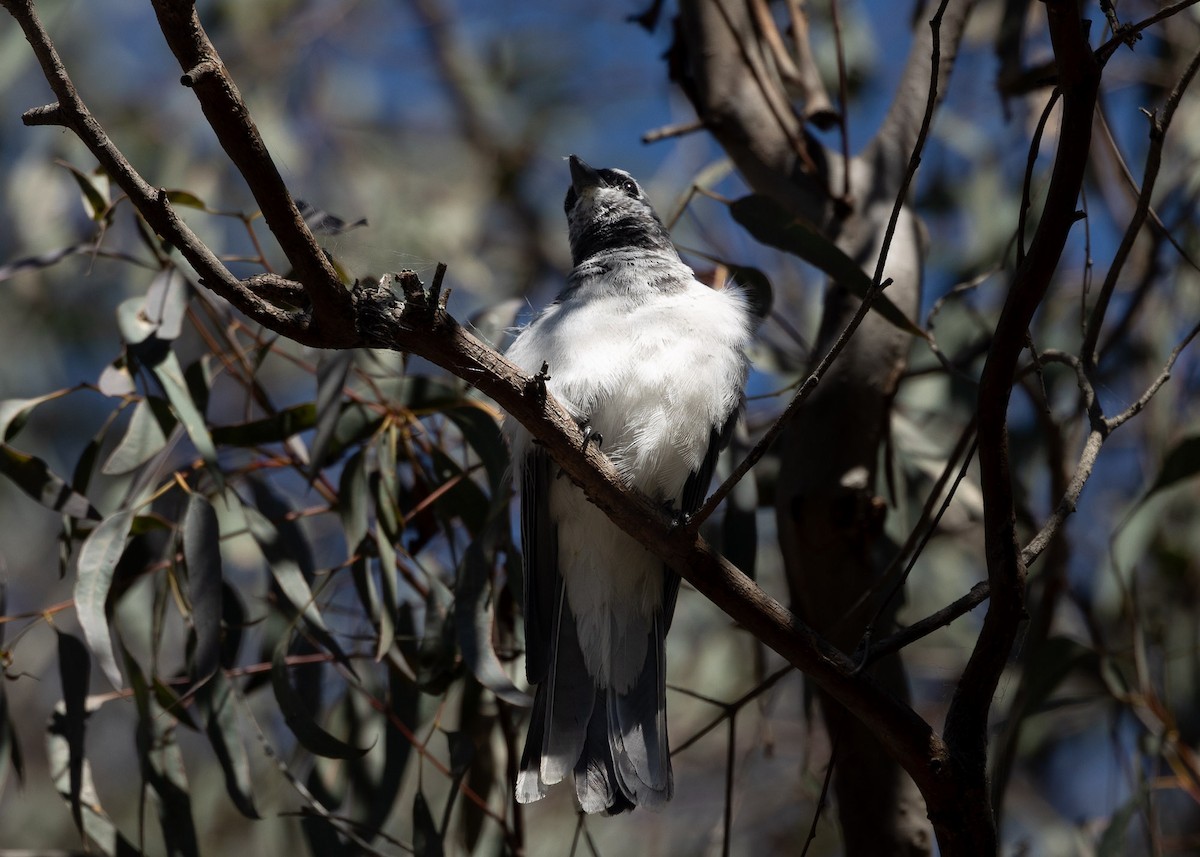 White-bellied Cuckooshrike - ML623788740