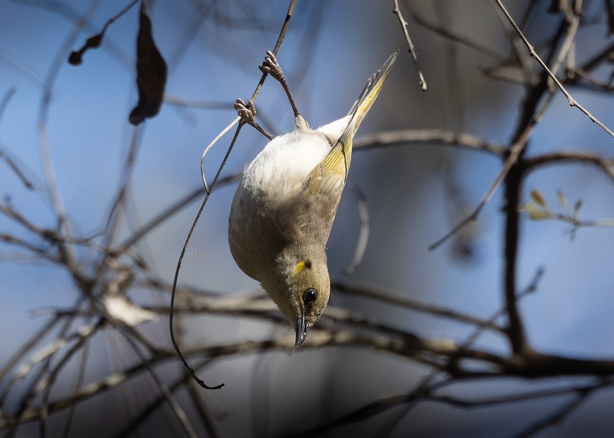 Fuscous Honeyeater - Jack Parrington