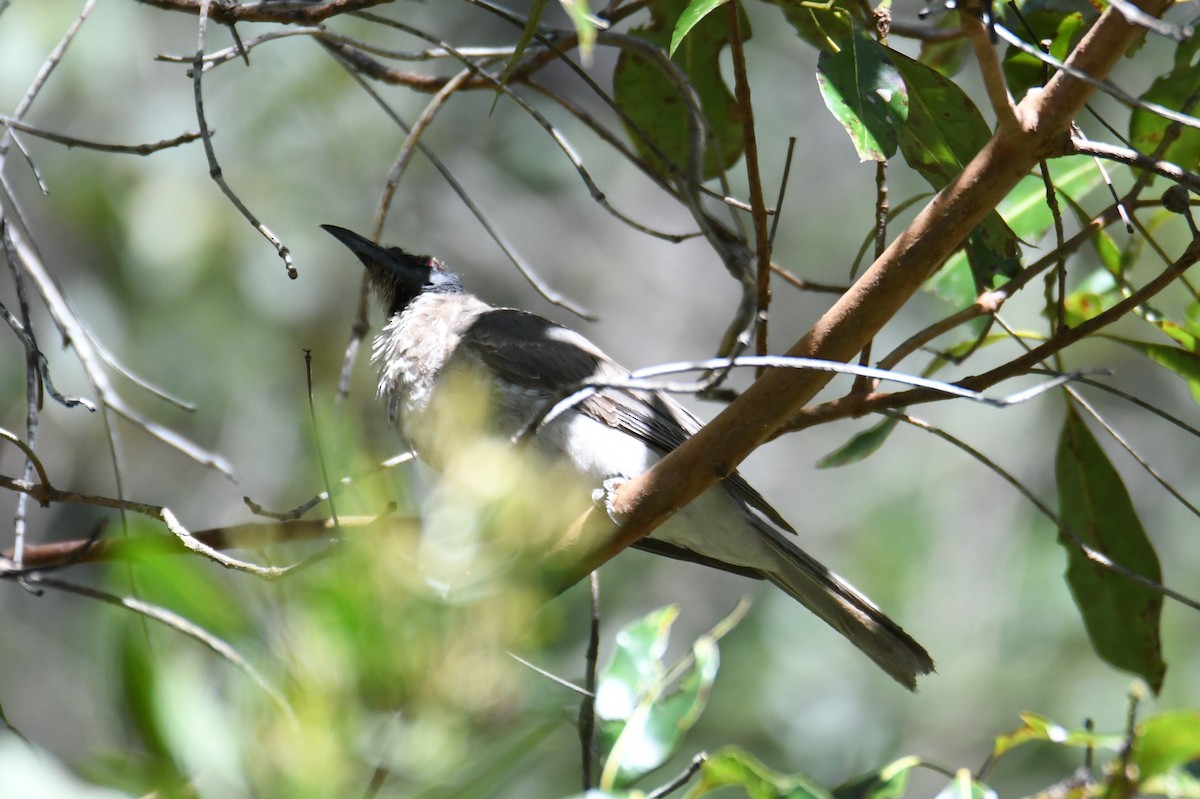 Little Friarbird - ML623788748