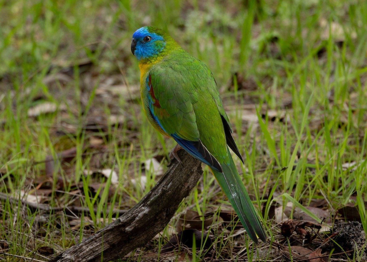 Turquoise Parrot - ML623788750