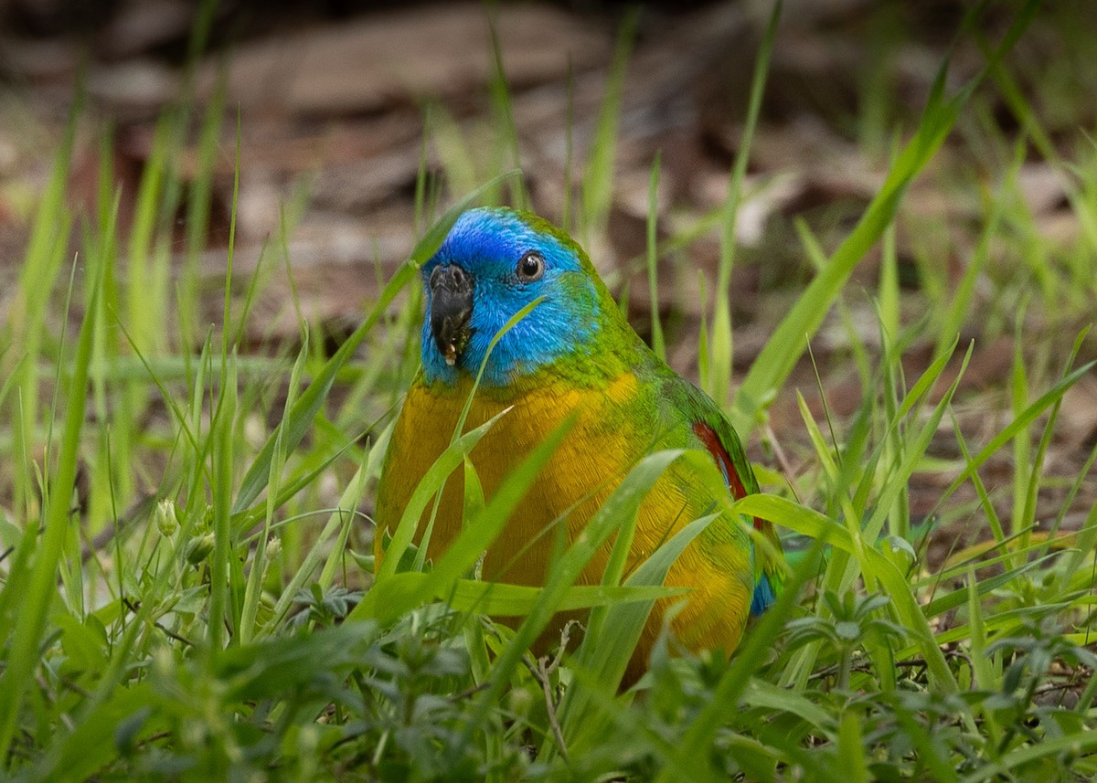 Turquoise Parrot - ML623788751