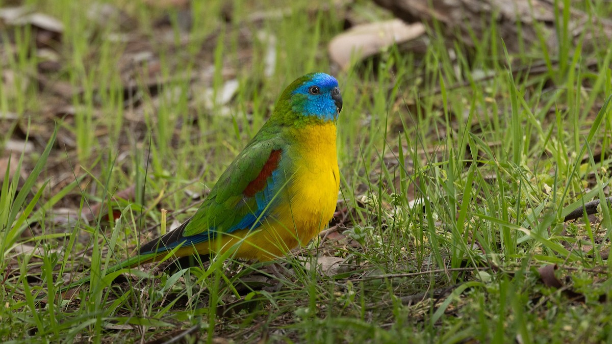 Turquoise Parrot - ML623788752