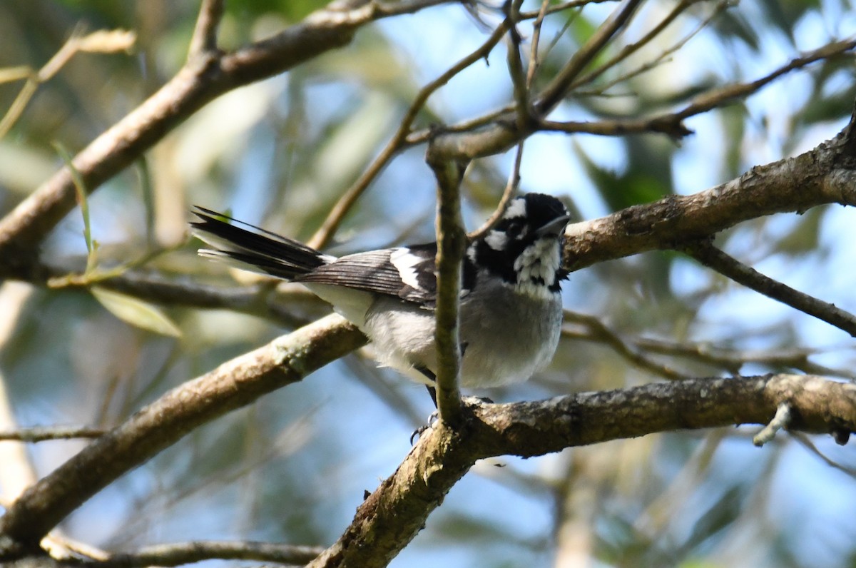 White-eared Monarch - ML623788792