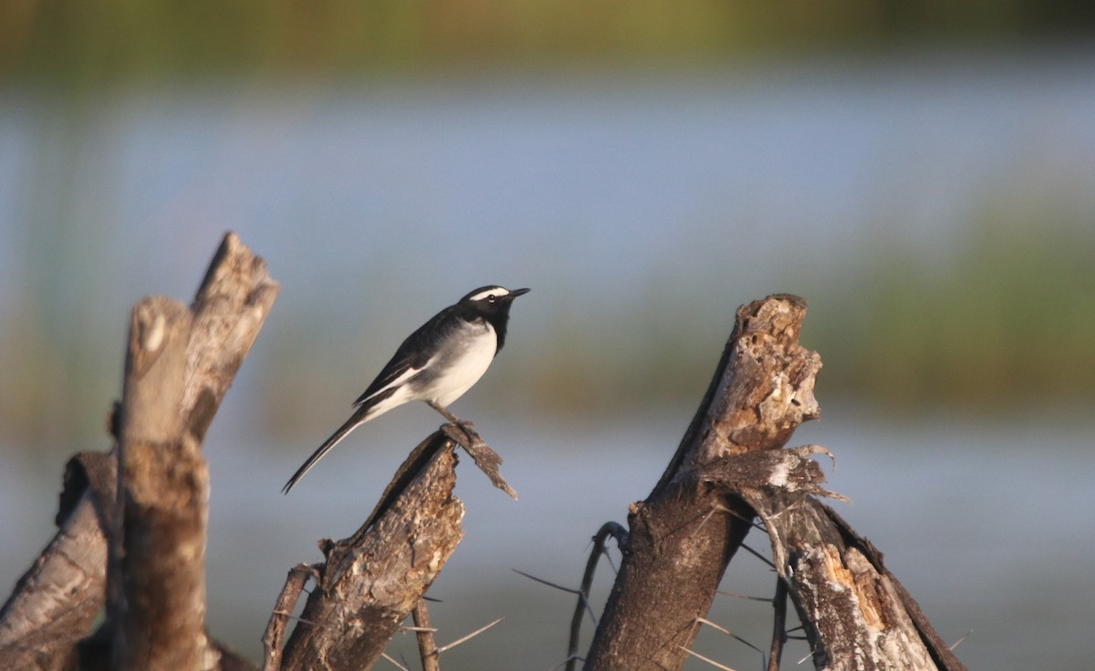 White-browed Wagtail - ML623788800