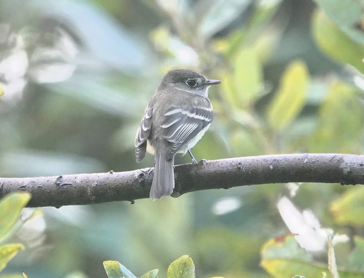 Least Flycatcher - ML623788804