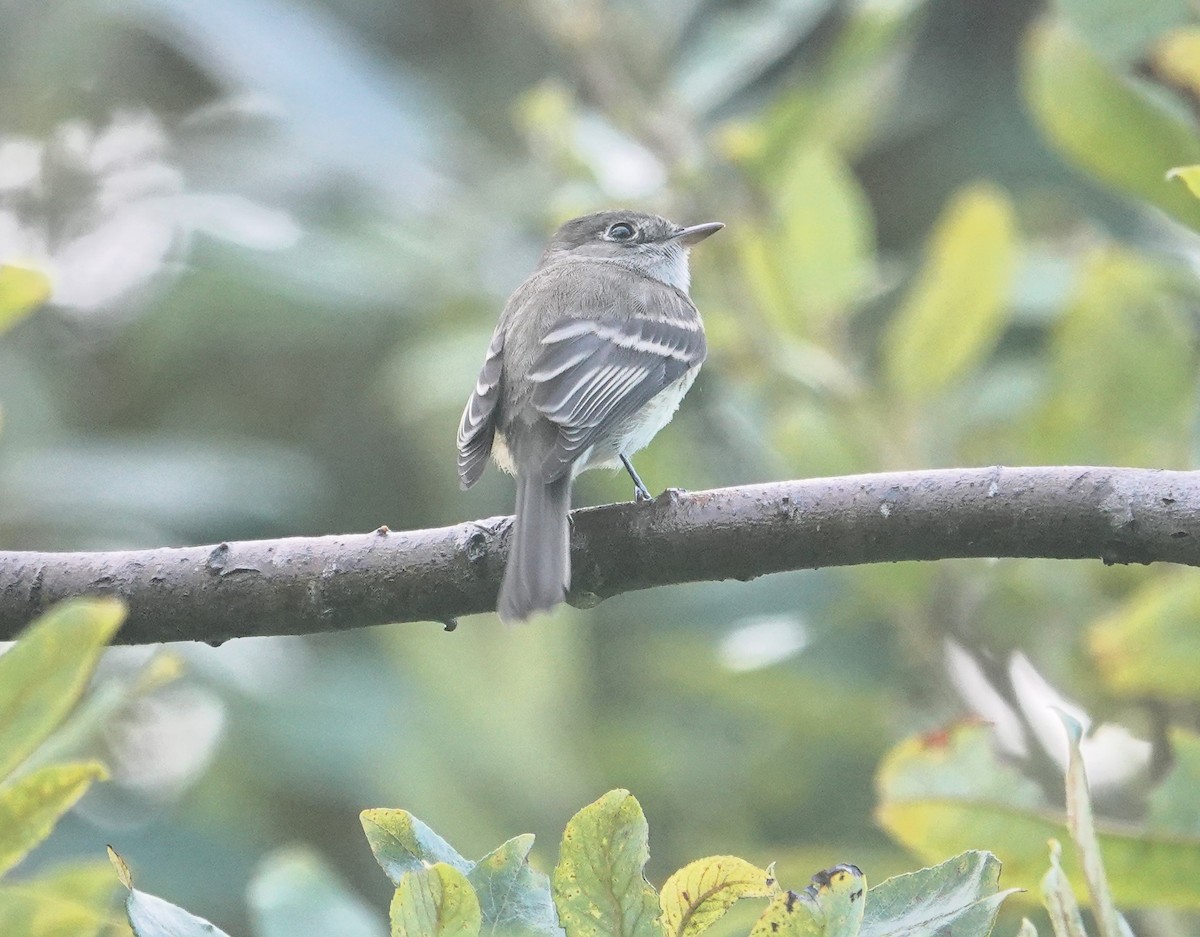 Least Flycatcher - ML623788807