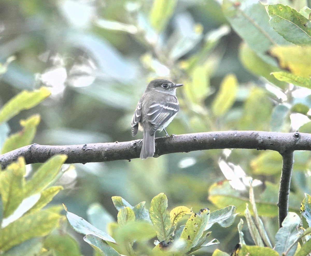 Least Flycatcher - ML623788826