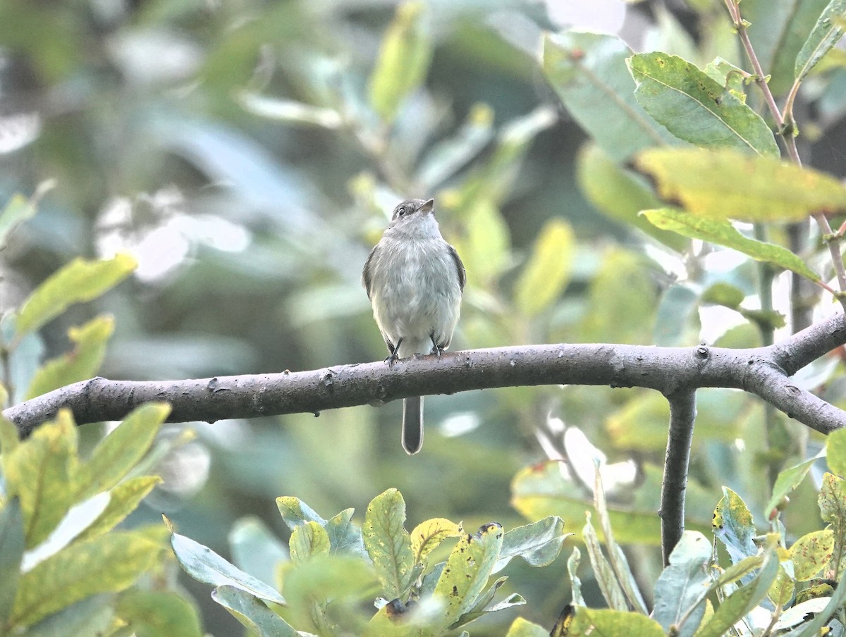 Least Flycatcher - ML623788827