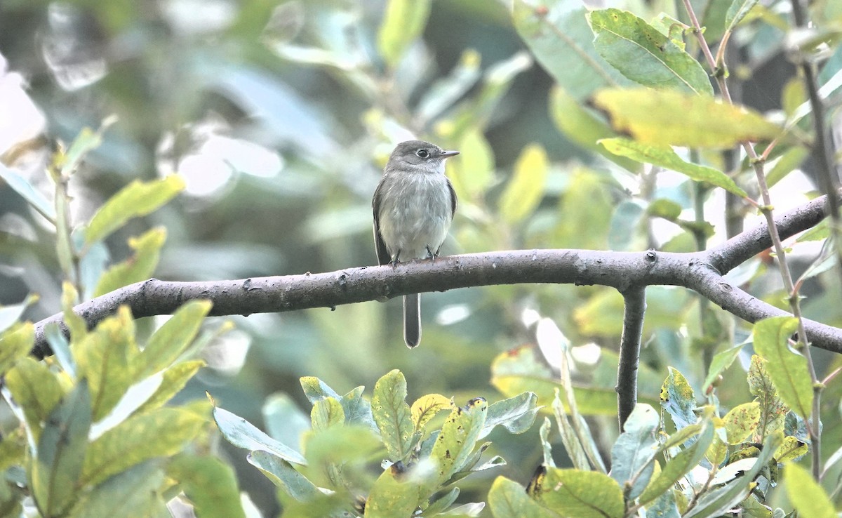 Least Flycatcher - ML623788828