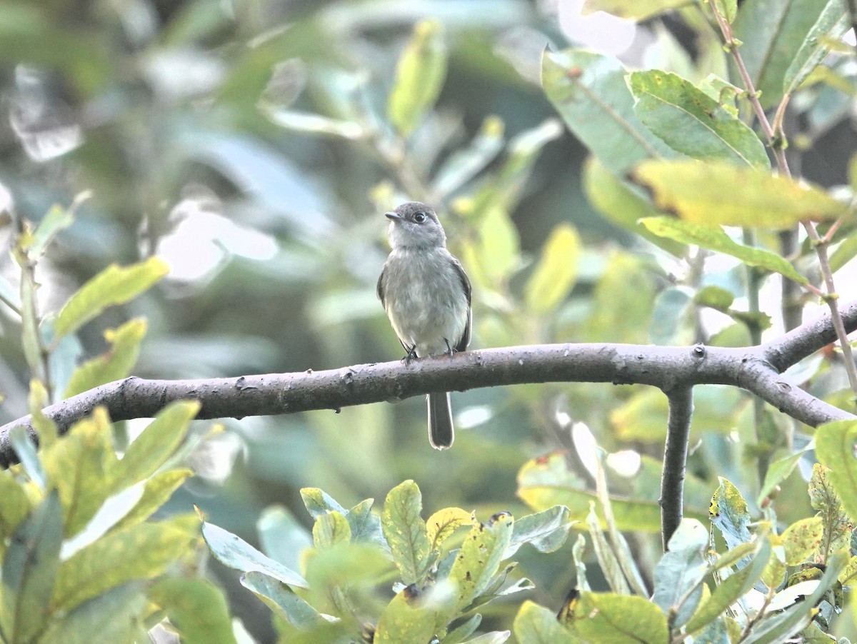 Least Flycatcher - ML623788829