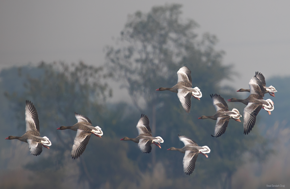 Graylag Goose - ML623788879