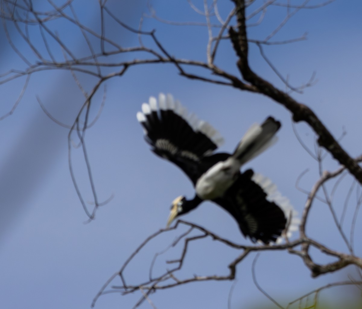 Oriental Pied-Hornbill - ML623788893