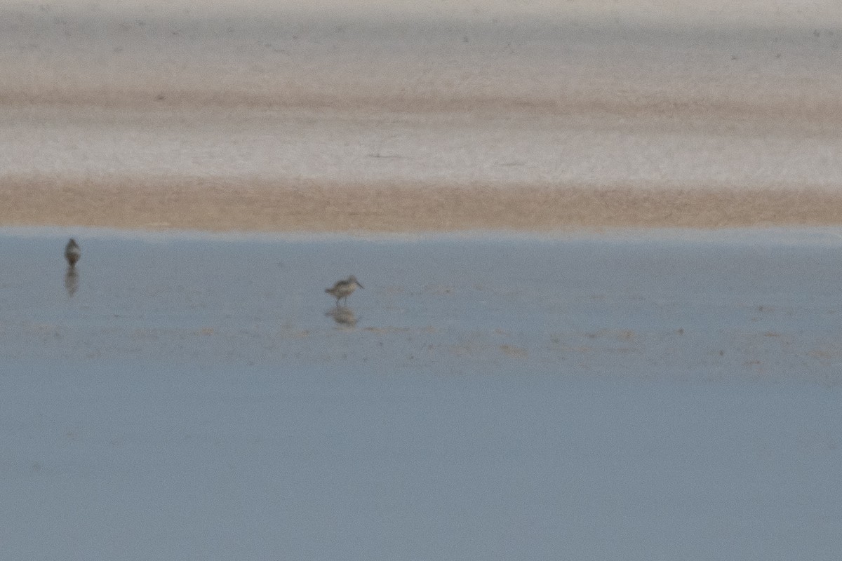 Calidris sp. - Doug Whitman