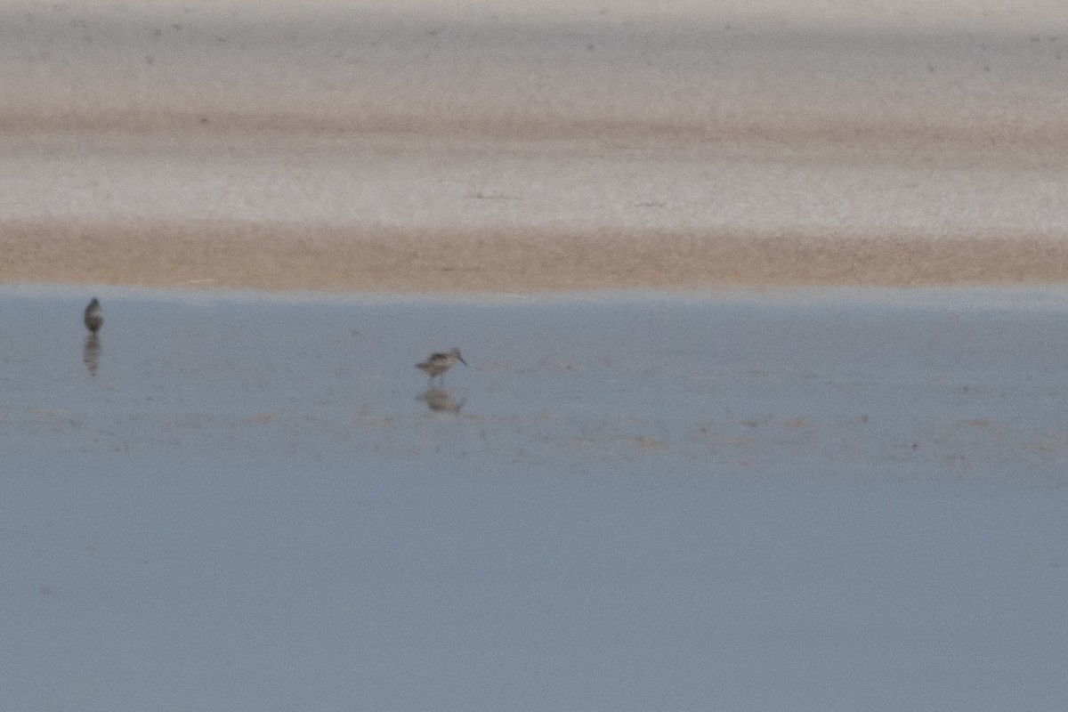 Calidris sp. - Doug Whitman