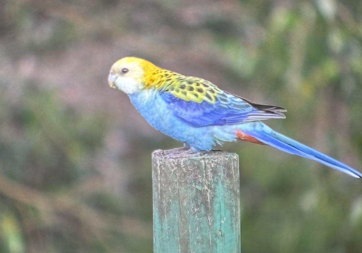 Pale-headed Rosella - ML623788949