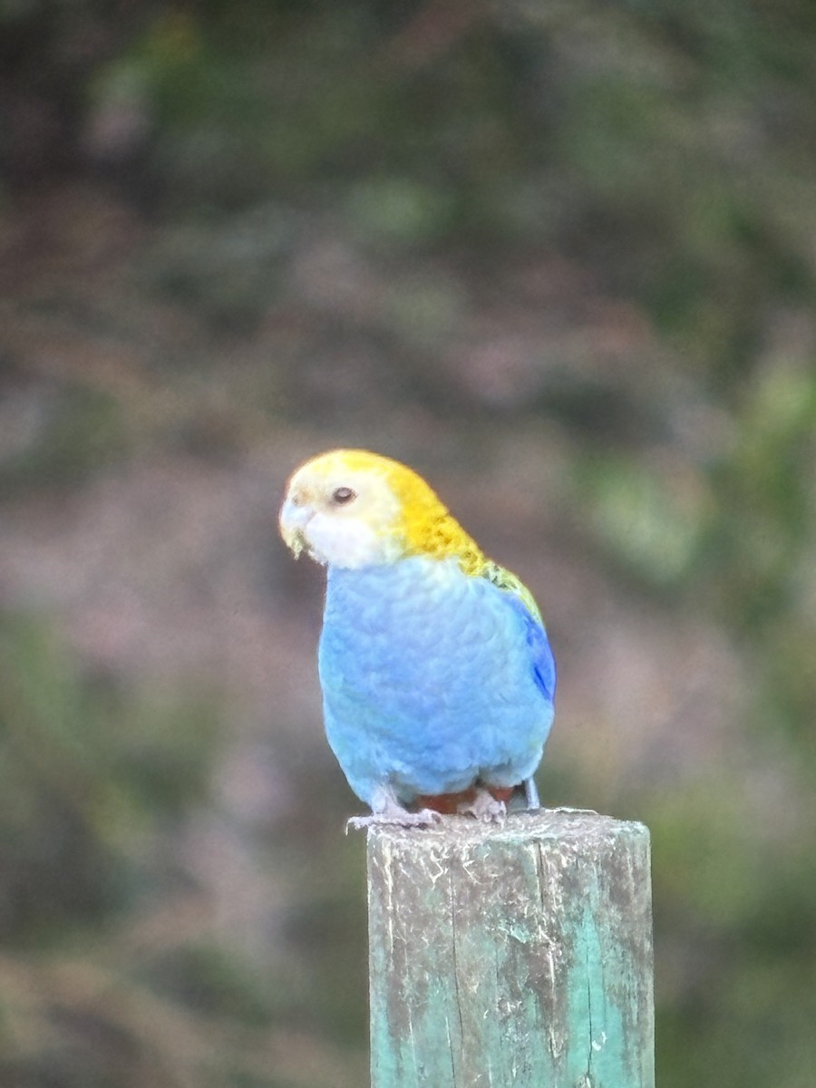 Pale-headed Rosella - Colin Dillingham