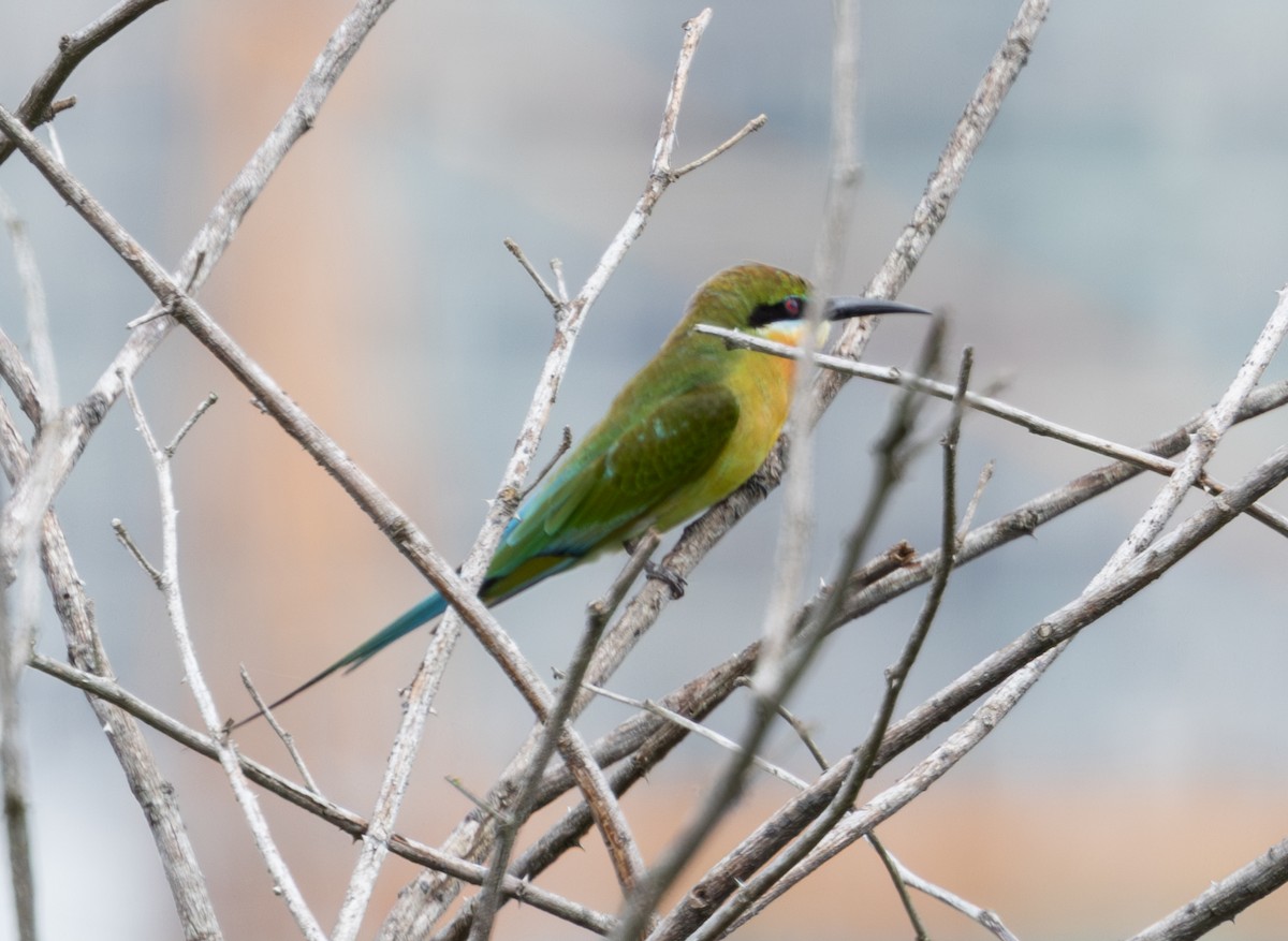 Blue-tailed Bee-eater - ML623788976