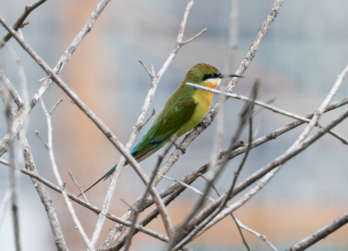 Blue-tailed Bee-eater - ML623788978