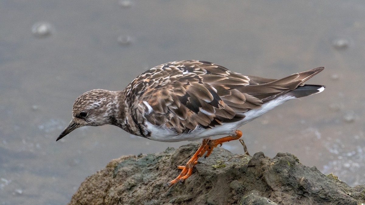 Ruddy Turnstone - ML623788996