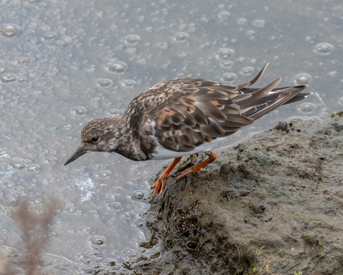 Ruddy Turnstone - James Kendall