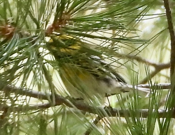 Townsend's Warbler - ML623789018