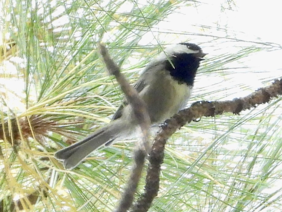 Mexican Chickadee - ML623789020