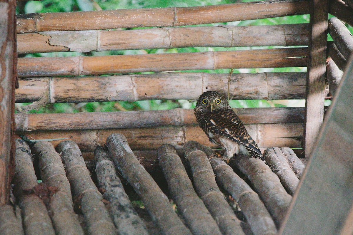 Asian Barred Owlet - ML623789022