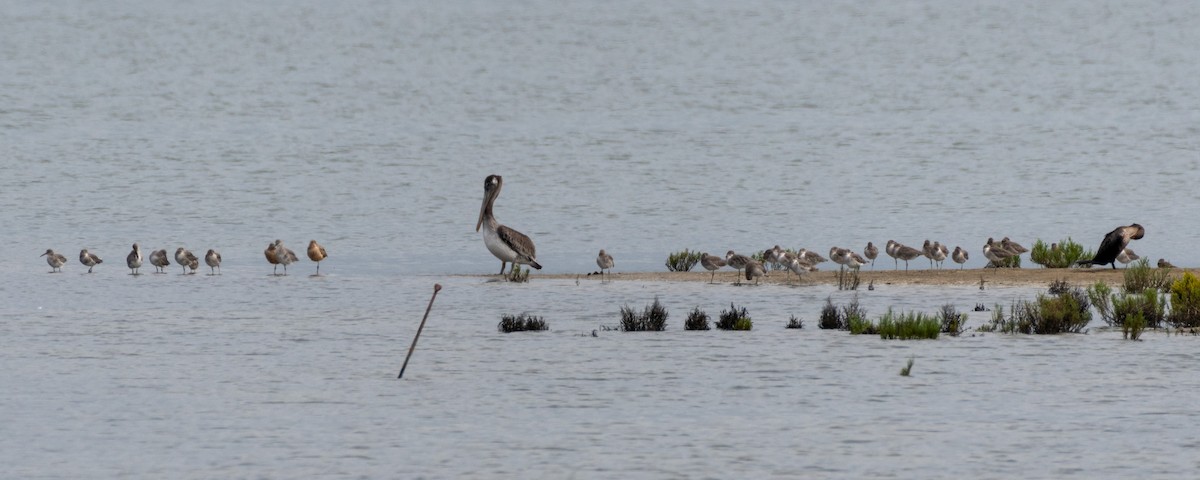 Brown Pelican - ML623789025