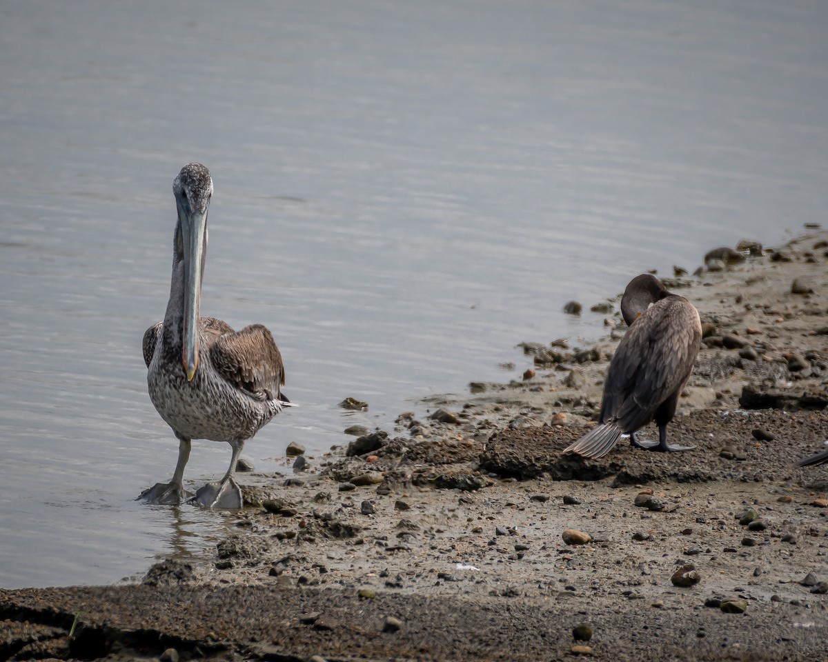 Brown Pelican - ML623789026