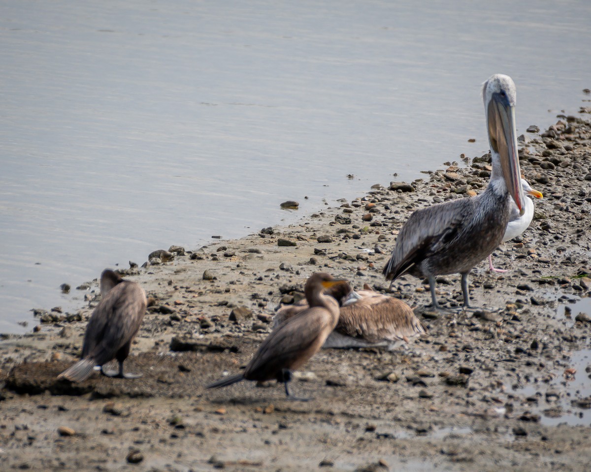 Brown Pelican - ML623789027