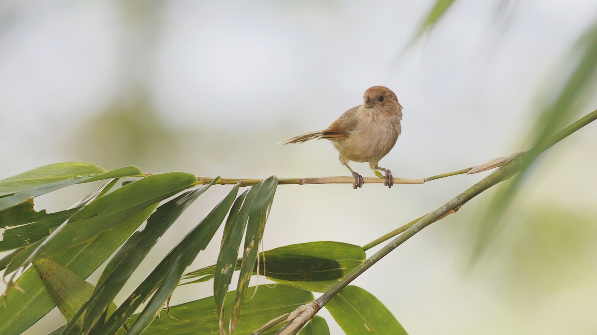 Vinous-throated Parrotbill - ML623789038