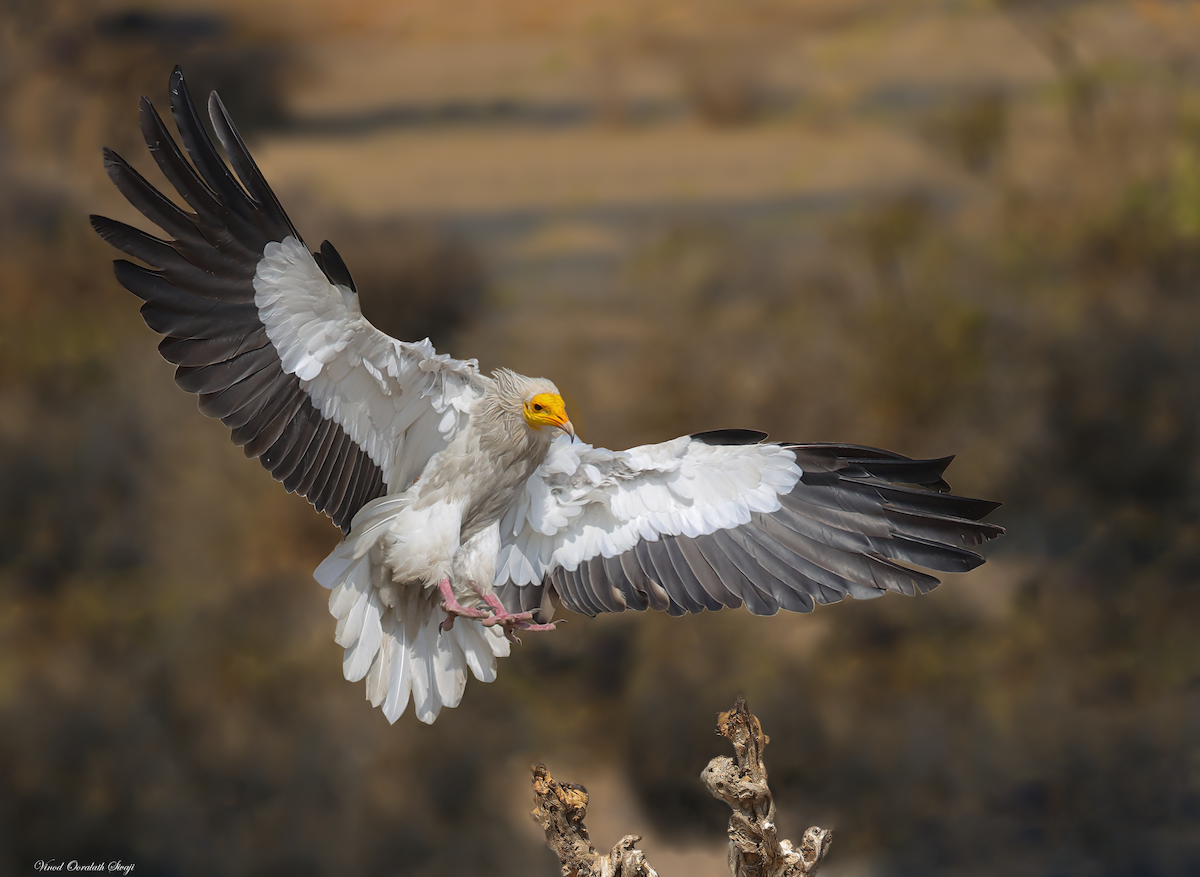 Egyptian Vulture - ML623789056