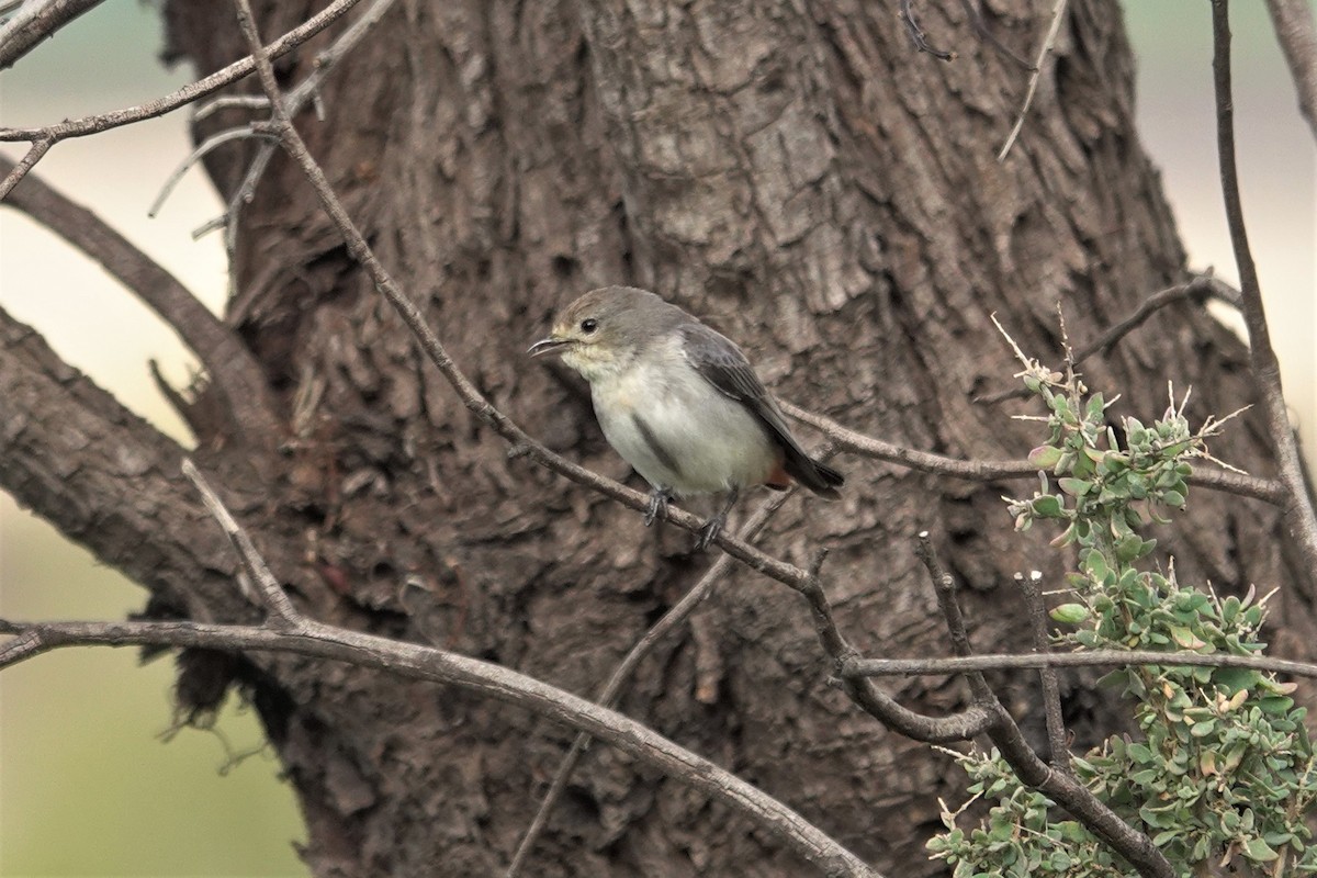 Mistletoebird - ML623789060