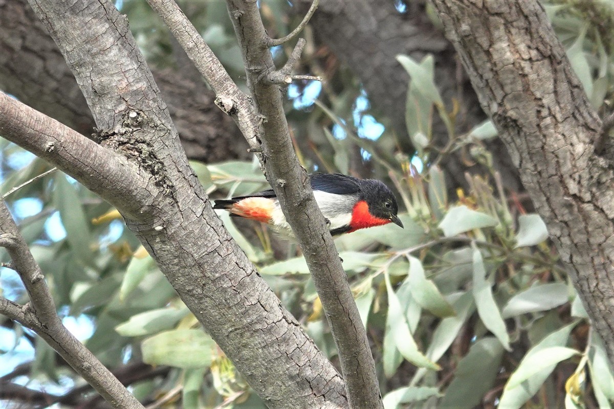 Mistletoebird - Cynthia Su