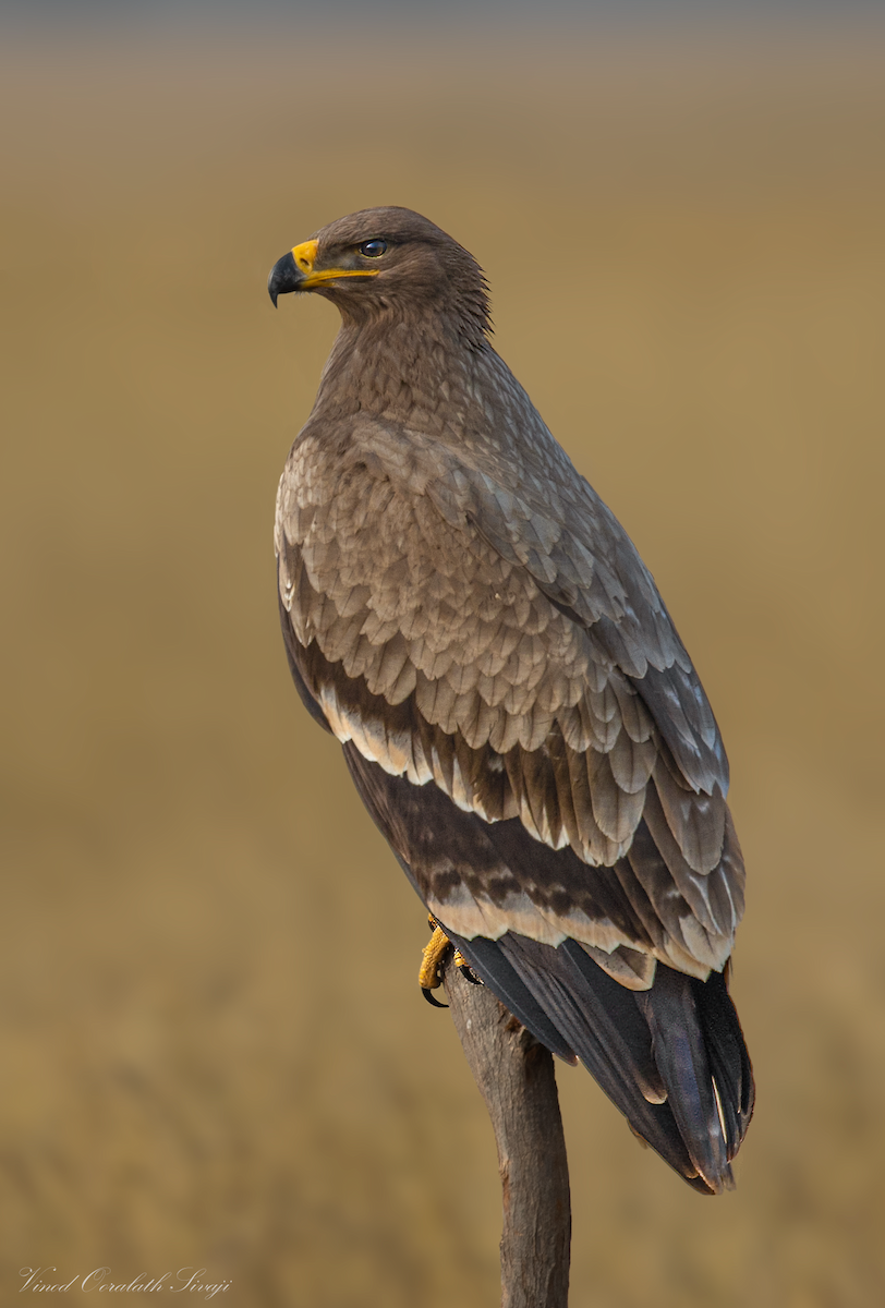 Steppe Eagle - ML623789087