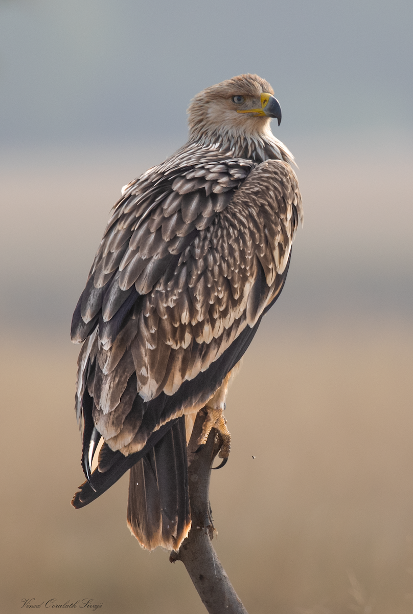 Imperial Eagle - ML623789116