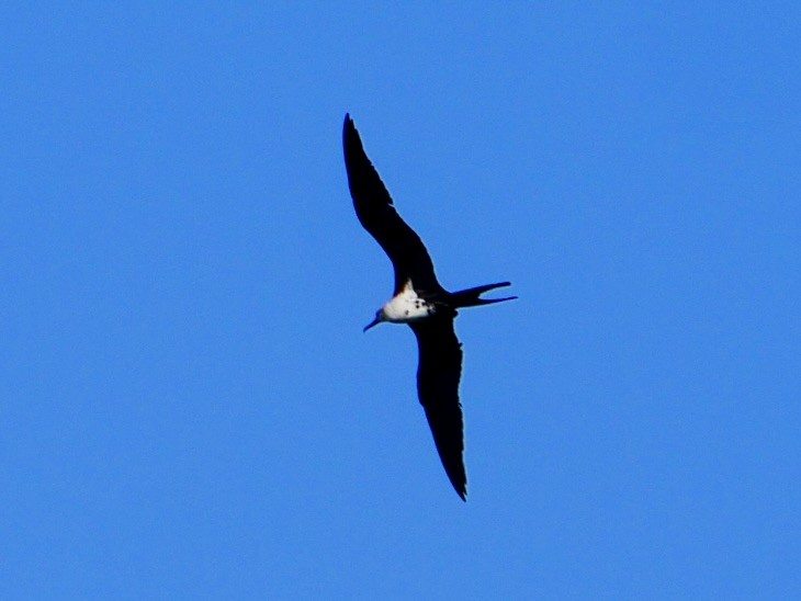 Lesser Frigatebird - ML623789146