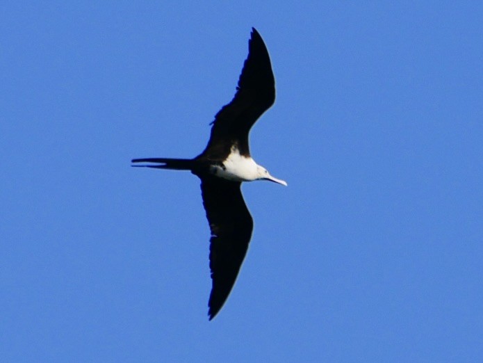 Lesser Frigatebird - ML623789147