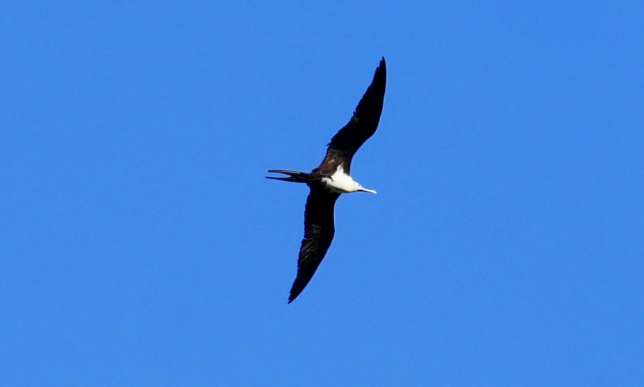 Lesser Frigatebird - ML623789148