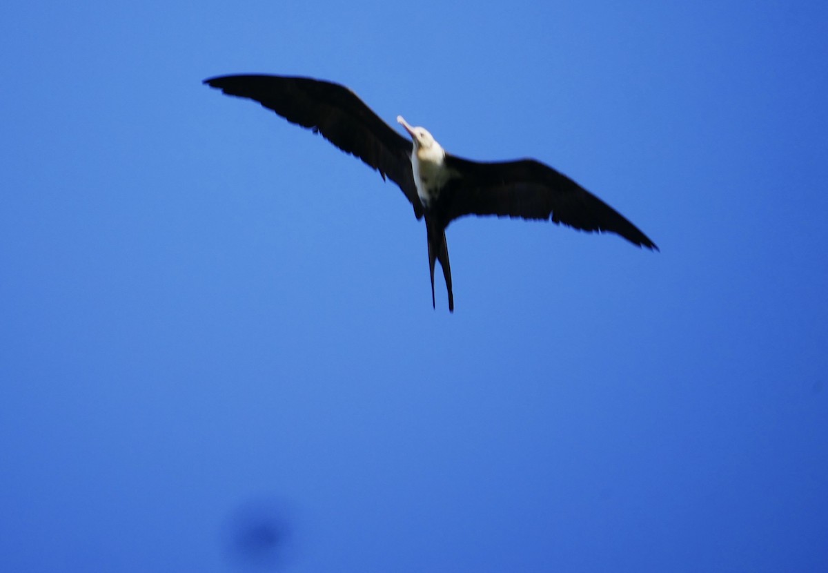 Lesser Frigatebird - ML623789149