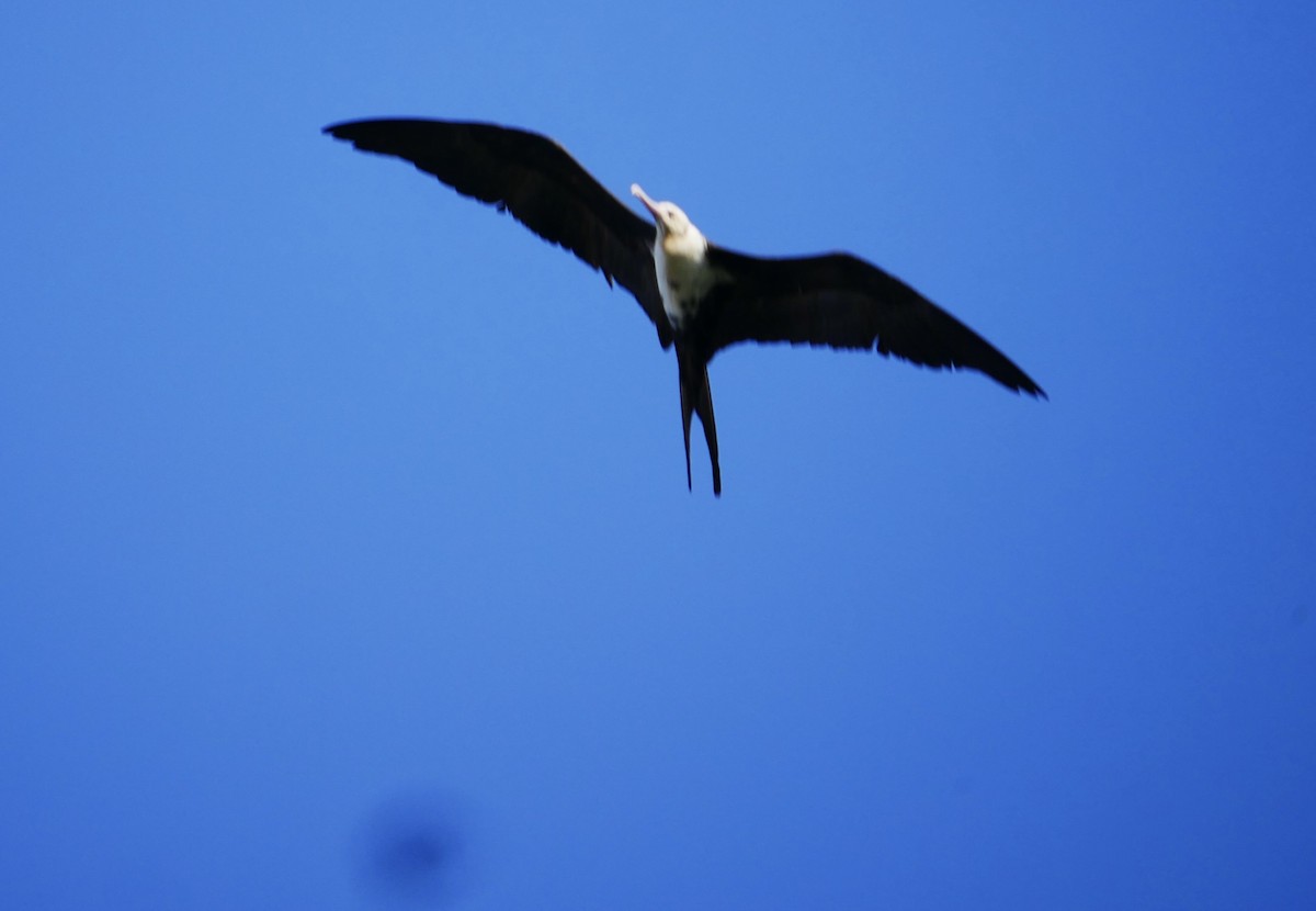 Lesser Frigatebird - Phil Stockwell