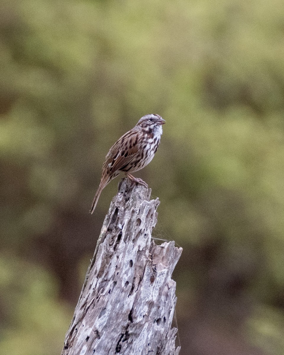 Song Sparrow - ML623789153