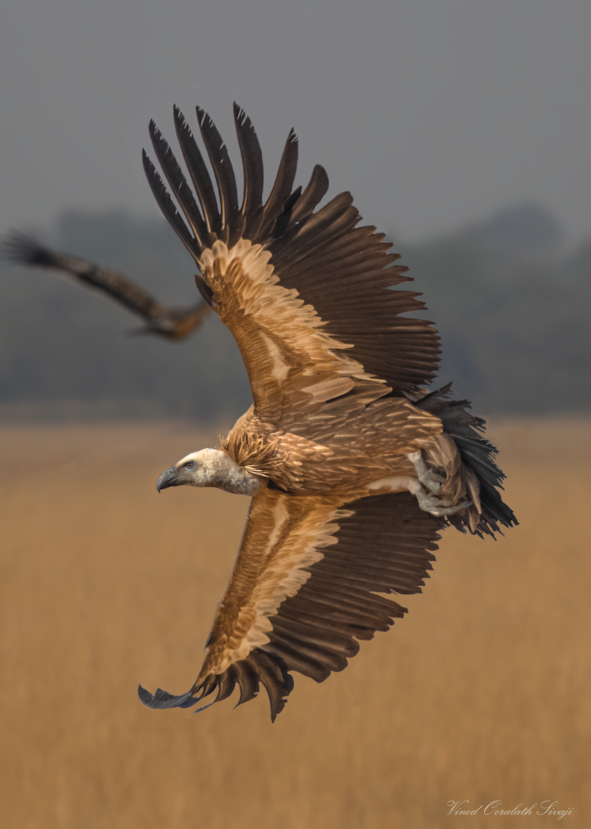 Eurasian Griffon - ML623789162