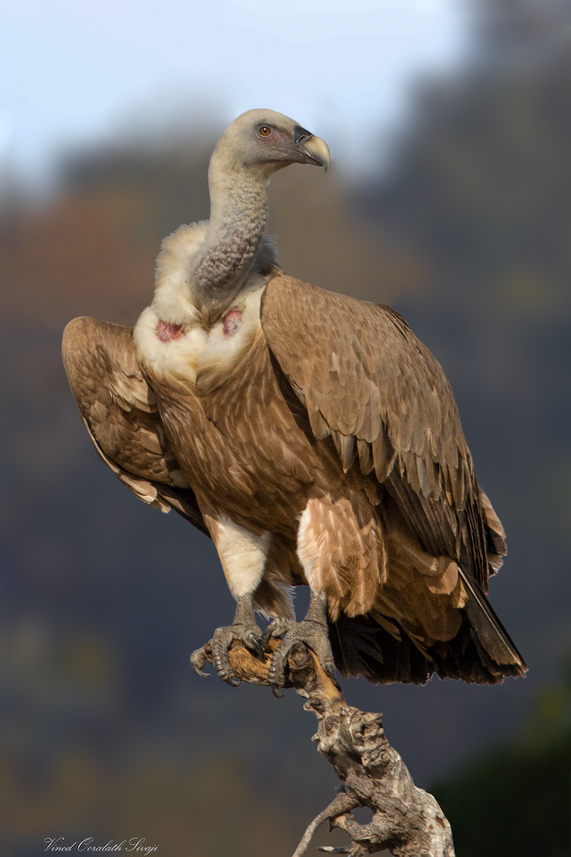 Eurasian Griffon - ML623789179