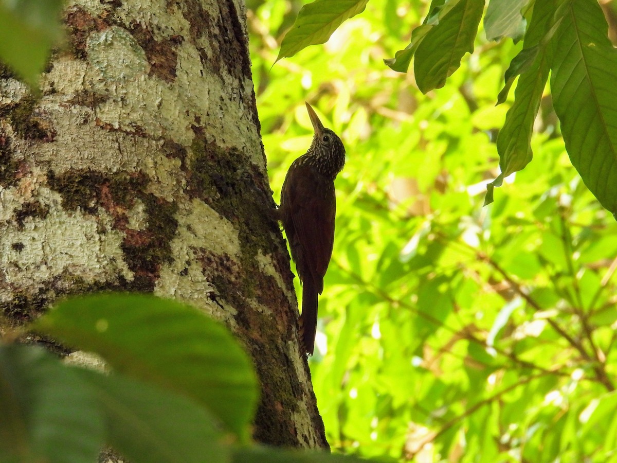 Striped Woodcreeper - ML623789184