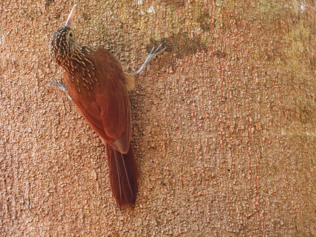 Striped Woodcreeper - ML623789185