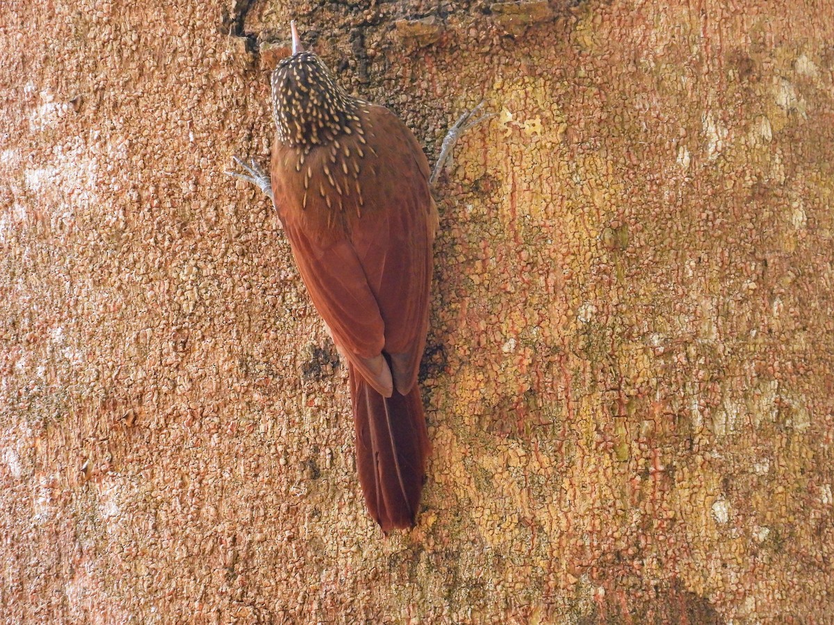 Striped Woodcreeper - ML623789186